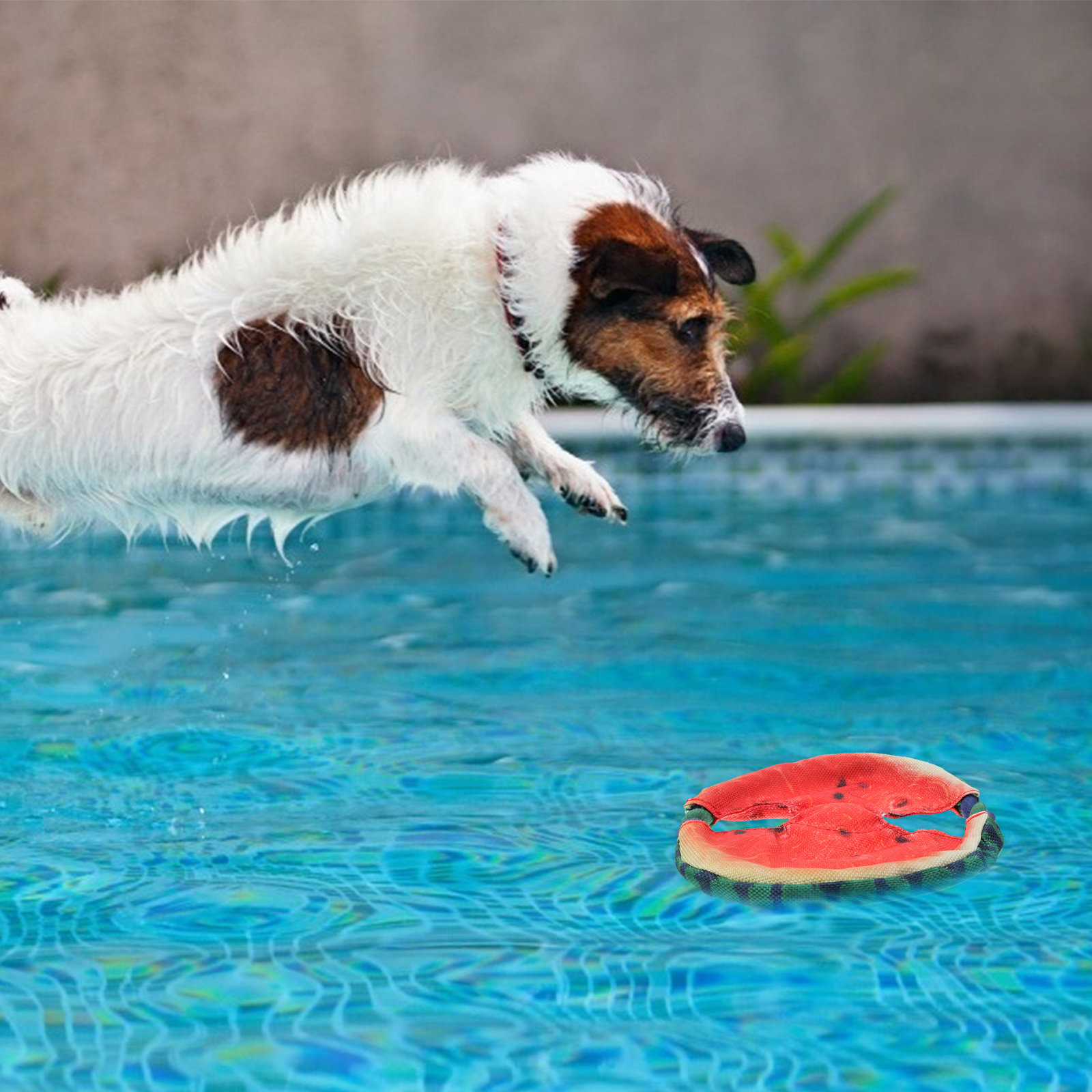 犬用フライングディスク、浮き輪型スイカデザイン、軽量ペット用 - Flying Disc Dog Training Toy のレビューと価格