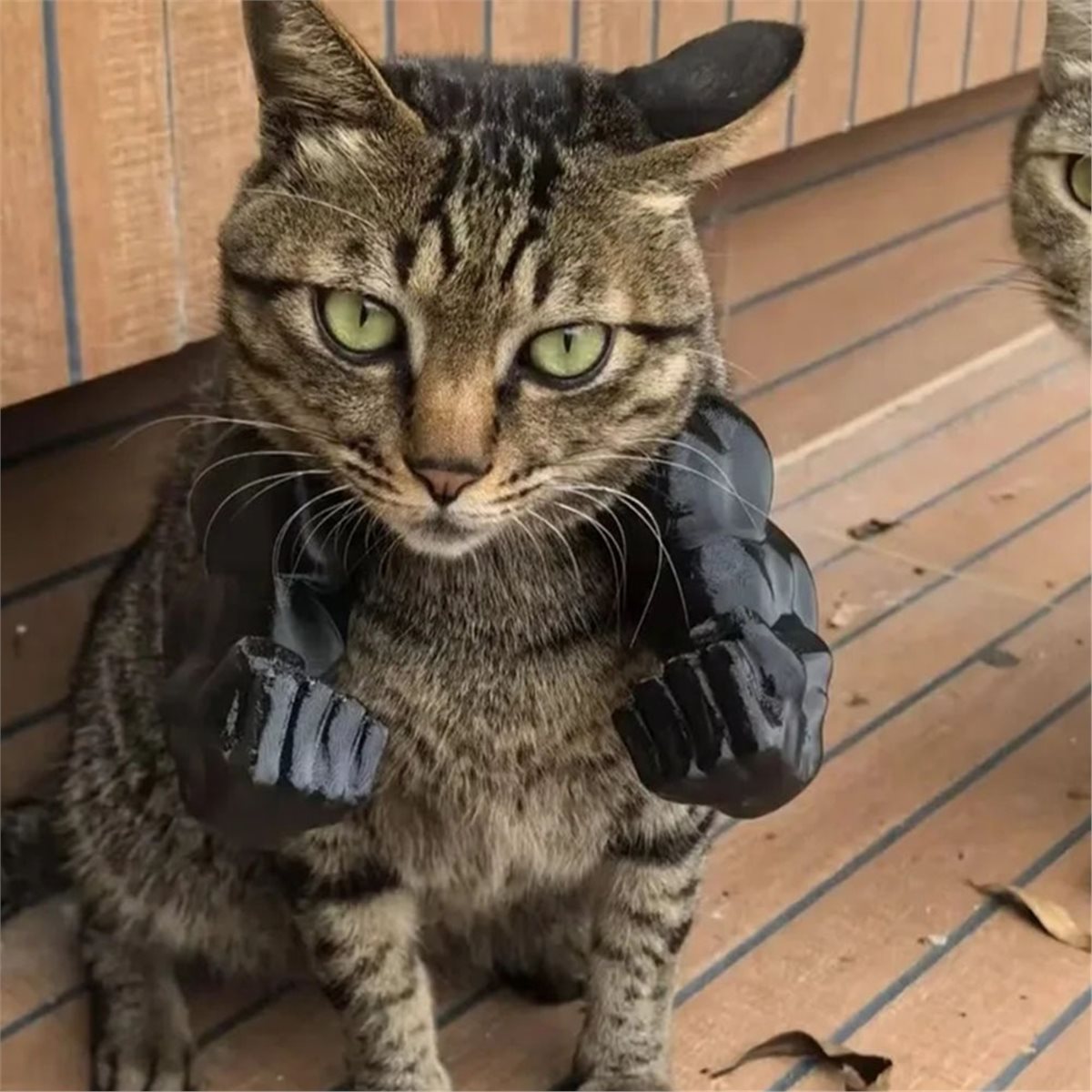 NEWCat 筋肉質な腕のペンダント、ペット用猫の拳型首飾り - Cat Toys のレビューと価格